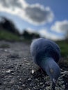 a blue racing pigeon walking on the ground pecking at rice