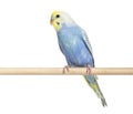 Blue rainbow Budgerigar bird on a wooden perch Royalty Free Stock Photo