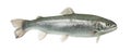 Blue rainbow trout swimming, isolated