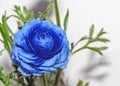 Blue Ranunculus flower, Ranunculaceae family.