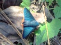 A blue rare butterfly Nayarit Mexico