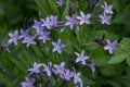 blue rare and deadly flowers bluebells in a garden