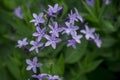 blue rare and deadly flowers bluebells in a garden