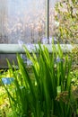 Blue rare flowers Scilla flahaultiana (Hyacinthoides flahaultiana) in greenhouse