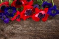 Blue and red anemone flowers Royalty Free Stock Photo