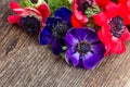 Blue and red anemone flowers Royalty Free Stock Photo