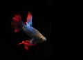 Blue and Red Beta fish, at Black background Royalty Free Stock Photo