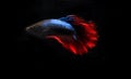 Blue and Red Beta fish, at Black background