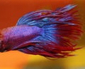 Blue and Red Betta fish Royalty Free Stock Photo