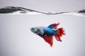 Blue and red Betta fish siamnese Fighting Fish Splendens swimming in Fish tank Royalty Free Stock Photo