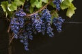 blue Red black grapes ripe hanging vine in autumn day harvest Clusters champagne background Beautiful leaves garden Row of Royalty Free Stock Photo