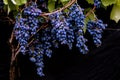 blue Red black grapes ripe hanging vine in autumn day harvest Clusters champagne background Beautiful leaves garden Row of Royalty Free Stock Photo