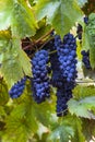 blue Red black grapes ripe hanging vine in autumn day harvest Clusters champagne background Beautiful leaves garden Row of Royalty Free Stock Photo