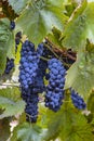 blue Red black grapes ripe hanging vine in autumn day harvest Clusters champagne background Beautiful leaves garden Row of Royalty Free Stock Photo