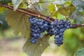 blue Red black grapes ripe hanging vine in autumn day harvest Clusters champagne background Beautiful leaves garden Row of Royalty Free Stock Photo