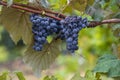 blue Red black grapes ripe hanging vine in autumn day harvest Clusters champagne background Beautiful leaves garden Row of Royalty Free Stock Photo