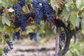 blue Red black grapes ripe hanging vine in autumn day harvest Clusters champagne background Beautiful leaves garden Row of Royalty Free Stock Photo