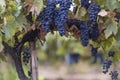 blue Red black grapes ripe hanging vine in autumn day harvest Clusters champagne background Beautiful leaves garden Row of Royalty Free Stock Photo