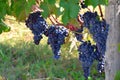 Blue/red/black grapes at a vinyard in Italy Royalty Free Stock Photo