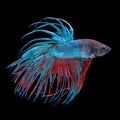 Blue and red colored siamese fighting fish, betta splendens, isolated on black Royalty Free Stock Photo