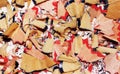 Blue and red crayon shavings close-up. Royalty Free Stock Photo