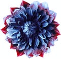 Blue-red dahlia. Flower on a white isolated background with clipping path.  For design.  Closeup. Royalty Free Stock Photo