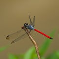 A blue red dragonfly Royalty Free Stock Photo