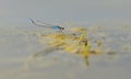 Blue red-eyed dragonfly (Erythromma najas) sitting on a green leaf