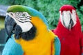 Blue, red, green and yellow feathers big parrots Royalty Free Stock Photo