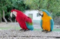 Blue, red, green and yellow feathers big parrots Royalty Free Stock Photo