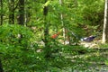 Two Hammocks in a Forest Royalty Free Stock Photo