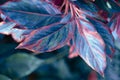 Blue and red leaf. Tropical plants. Nature background