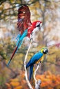 Blue and red macaw Royalty Free Stock Photo