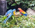 Blue and red macaw having a stare off