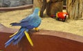 Blue and Red Macaw parrot birds walk on sand Royalty Free Stock Photo