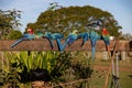 blue and red macaws eating Royalty Free Stock Photo