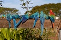 blue and red macaws eating Royalty Free Stock Photo