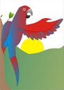 Blue Red Mccaw Parrot Macaw