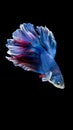 Blue and red siamese fighting fish, betta fish isolated on black Royalty Free Stock Photo
