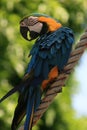 Blue and red tropical parrot