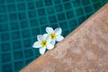 Blue resort swimming pool & white tropical flower Royalty Free Stock Photo