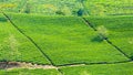 Blue rhombus tea plantation on the hillside