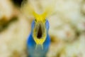 Blue ribbon eel's face