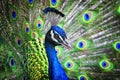Blue Ribbon Peacock Portrait