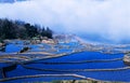 Blue rice terraces of yuanyang Royalty Free Stock Photo