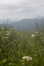 Blue Ridge Mountain View from Appalachian Trail