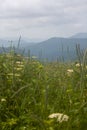 Blue Ridge Mountain View from Appalachian Trail