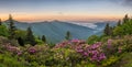Blue Ridge Mountains, Rhododendron, sunrise Royalty Free Stock Photo