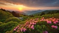 Blue Ridge Parkway Mountains Sunset over Spring Rhododendron Flowers Royalty Free Stock Photo