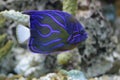Blue ring angelfish Royalty Free Stock Photo